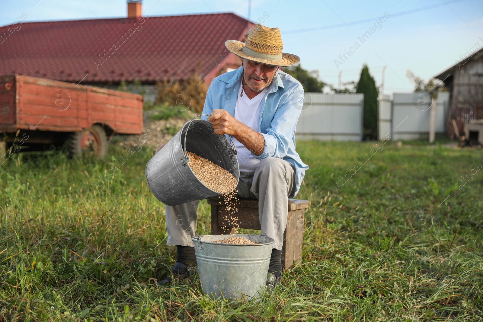 Photo of Senior man pouring wheat grains into bucket outdoors