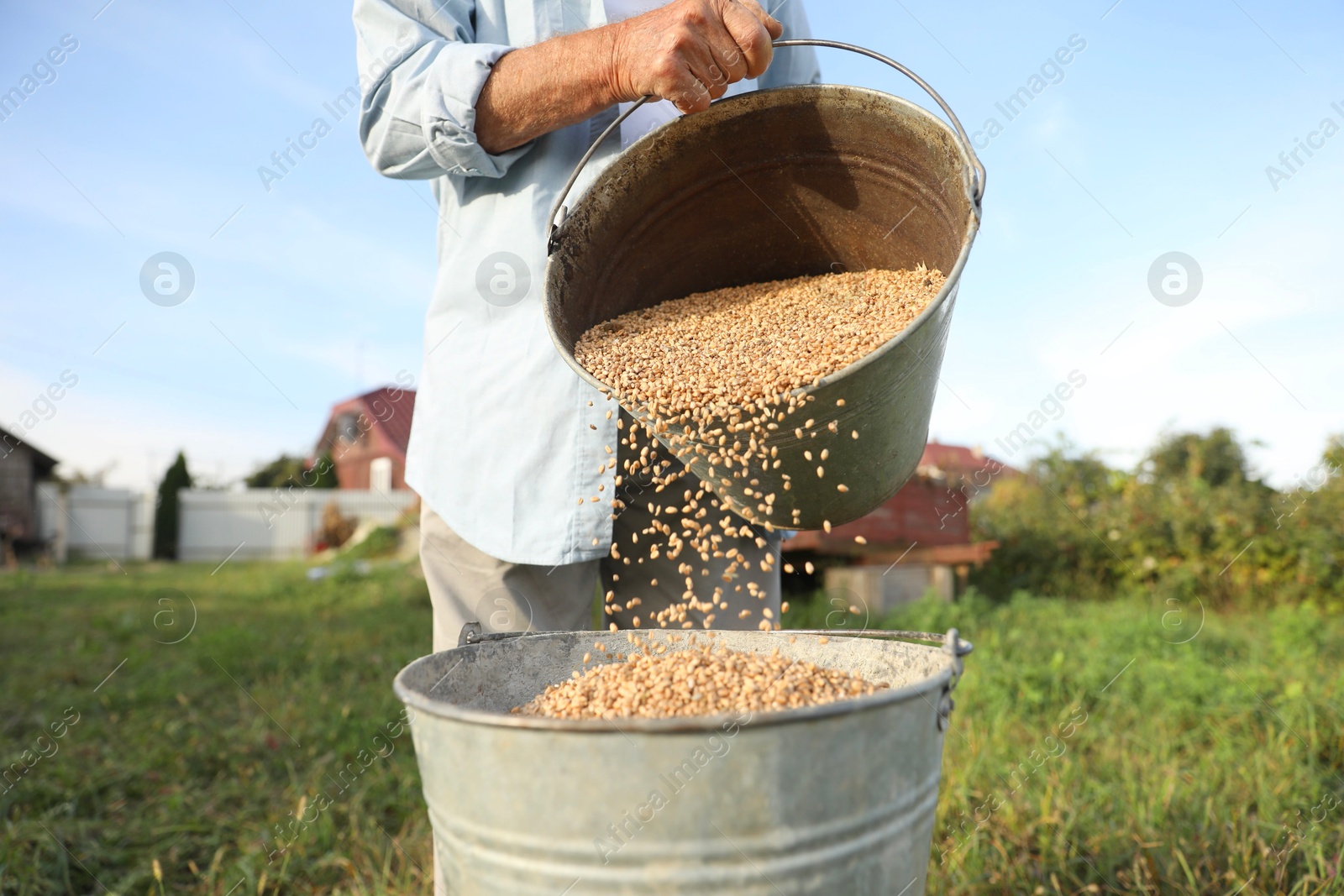 Photo of Senior man pouring wheat grains into bucket outdoors, closeup