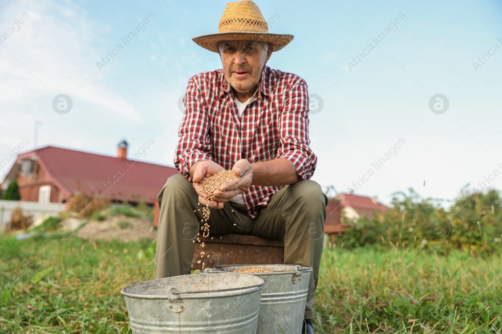 Photo of Senior man holding ripe wheat grains outdoors