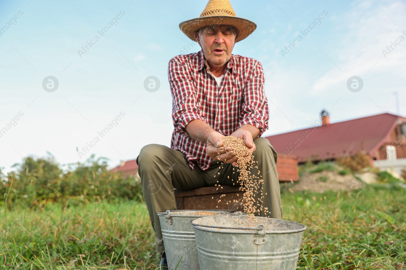 Photo of Senior man holding ripe wheat grains outdoors