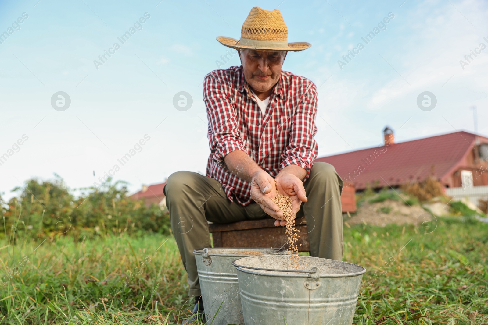 Photo of Senior man holding ripe wheat grains outdoors