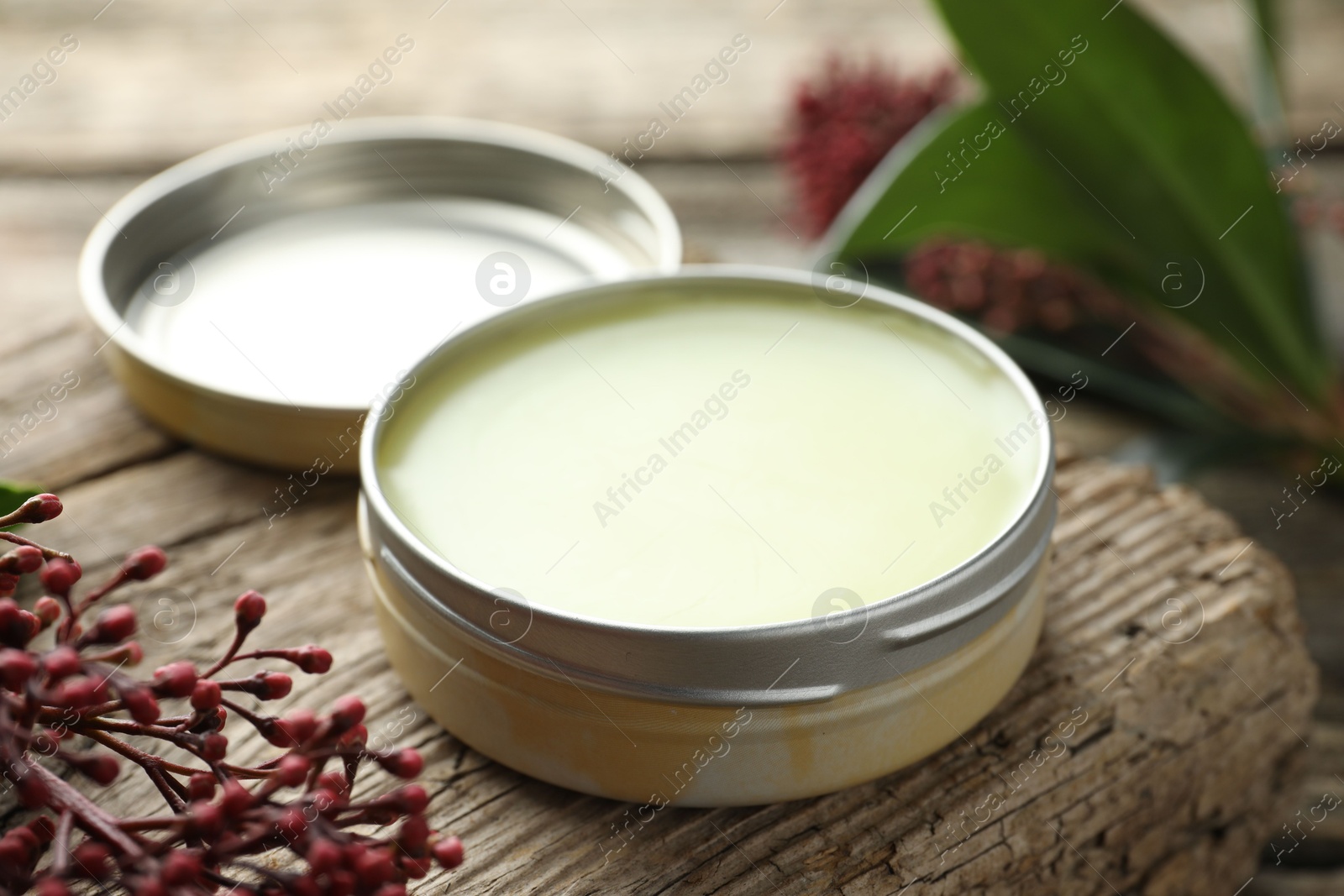 Photo of Natural solid perfume and skimmia plant on table, closeup