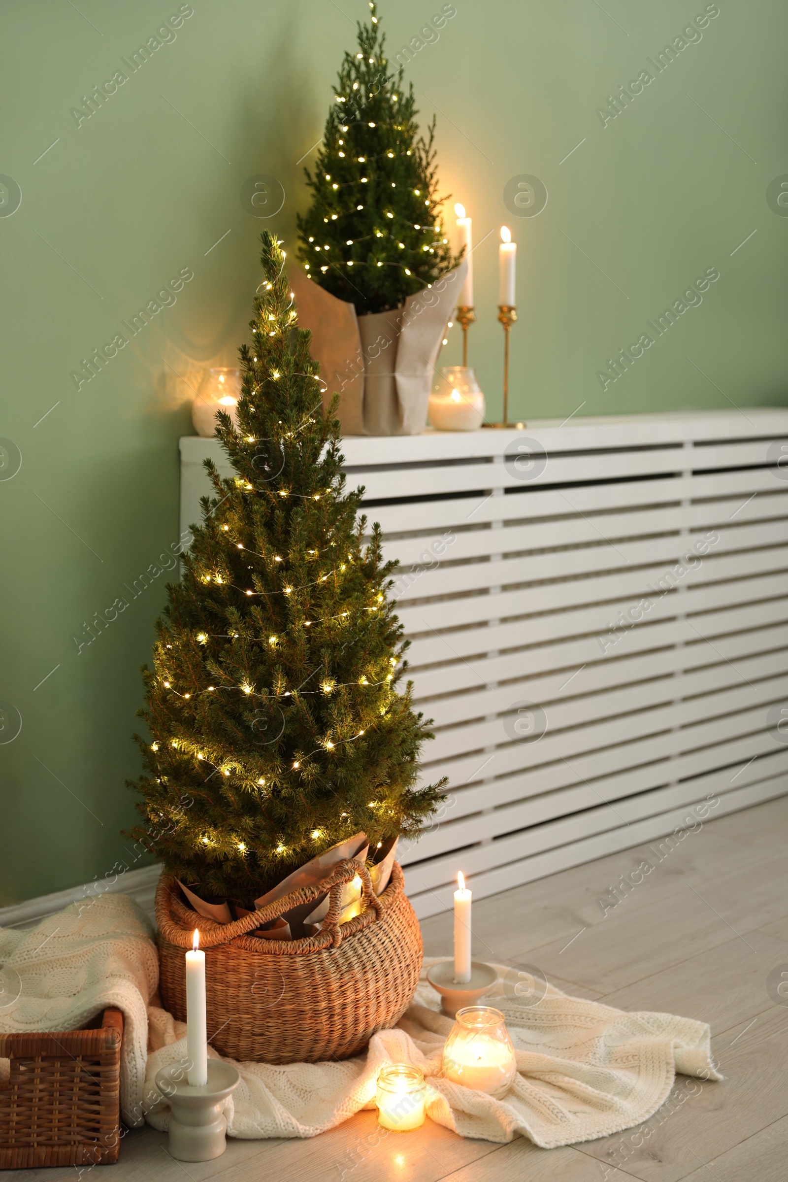 Photo of Small spruce trees with Christmas lights and other decor near green wall indoors