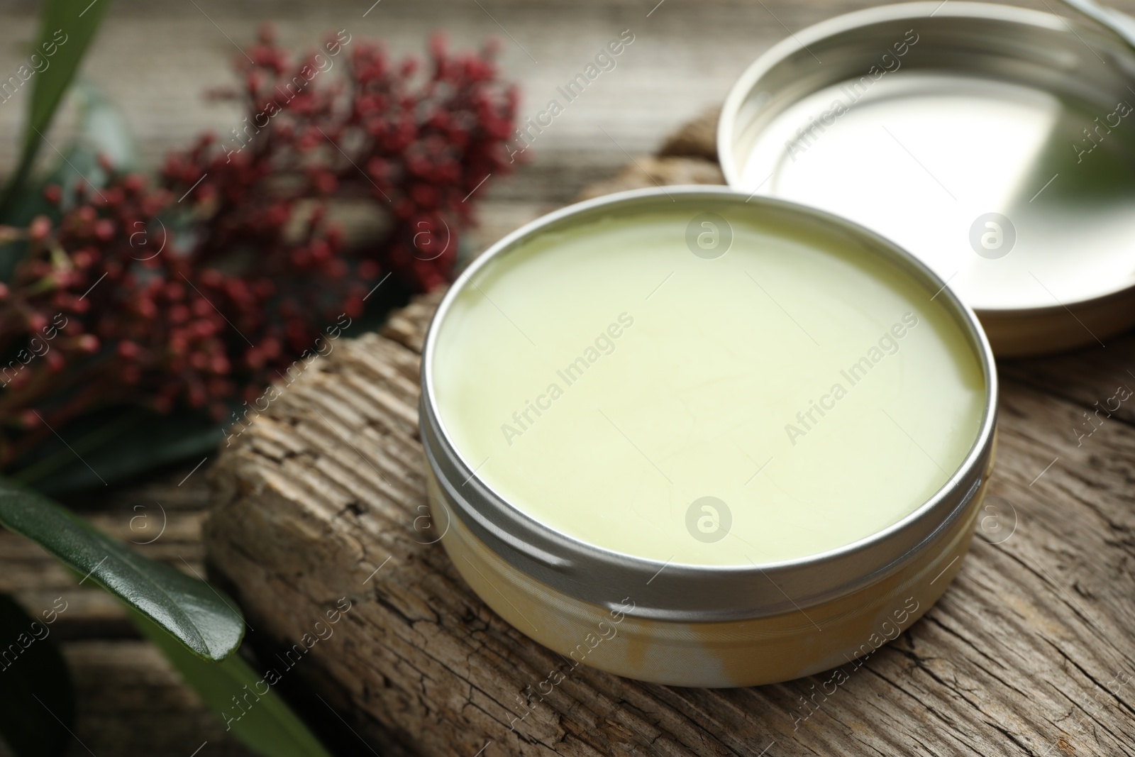 Photo of Natural solid perfume and skimmia plant on table, closeup