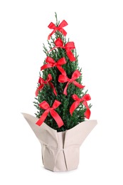 Photo of Small spruce tree decorated with red bows isolated on white