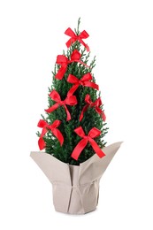 Photo of Small spruce tree decorated with red bows isolated on white