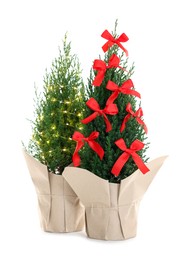 Photo of Small spruce trees decorated with Christmas lights and red bows isolated on white