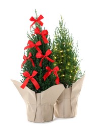 Photo of Small spruce trees decorated with Christmas lights and red bows isolated on white