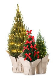 Photo of Small spruce trees decorated with Christmas lights and red bows isolated on white