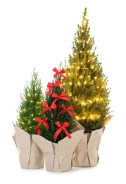 Photo of Small spruce trees decorated with Christmas lights and red bows isolated on white