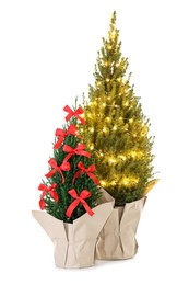 Photo of Small spruce trees decorated with Christmas lights and red bows isolated on white