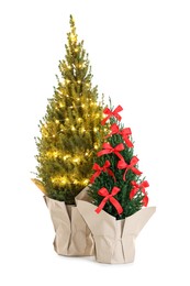 Photo of Small spruce trees decorated with Christmas lights and red bows isolated on white