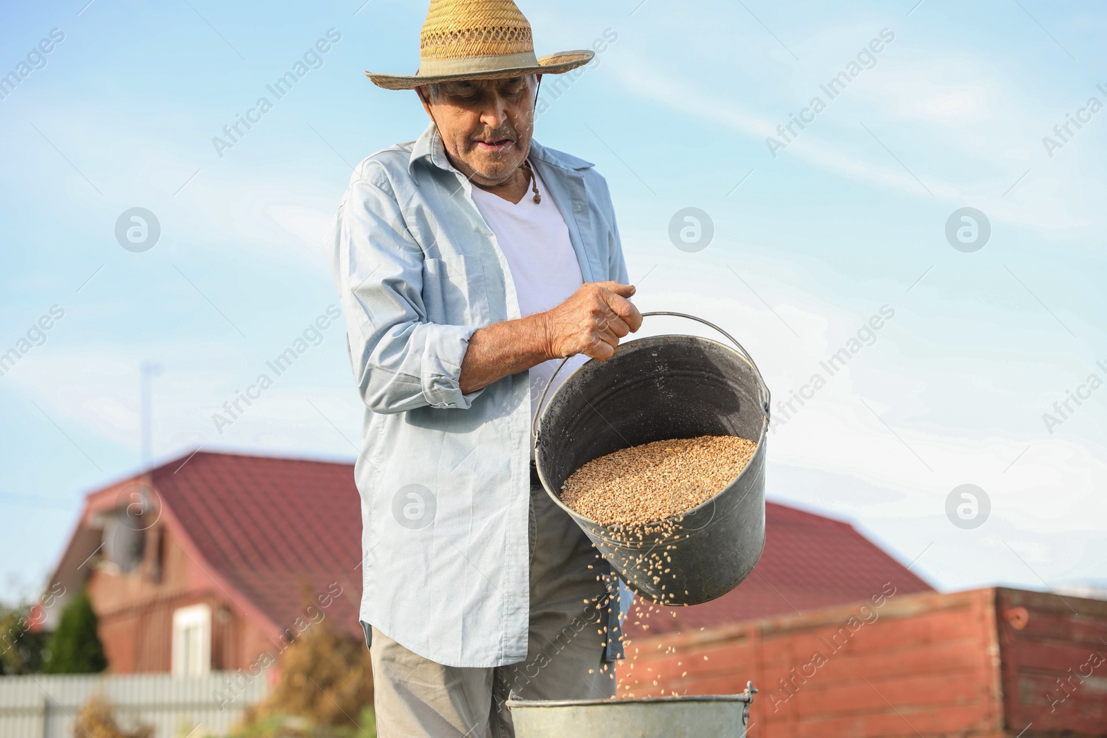 Photo of Senior man pouring wheat grains into bucket outdoors