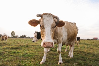 Photo of Beautiful cows grazing on green grass outdoors