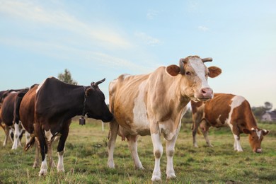 Photo of Beautiful cows grazing on green grass outdoors