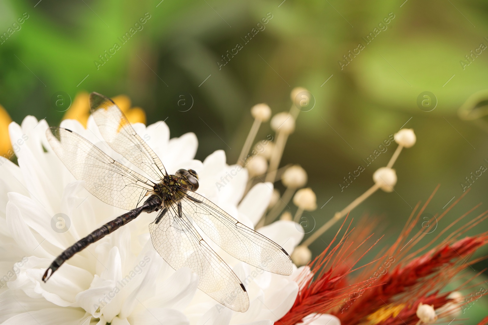 Photo of Beautiful dragonfly on flower outdoors, macro view