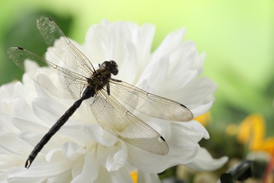 Photo of Beautiful dragonfly on flower outdoors, macro view