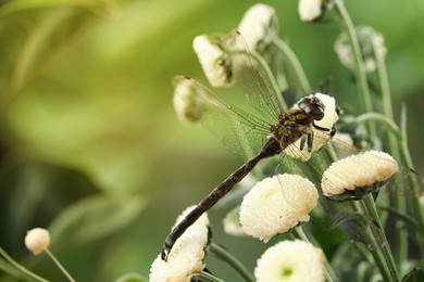 Photo of Beautiful dragonfly on flowers against blurred green background, macro view