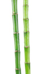 Photo of Stems of decorative bamboo plant isolated on white