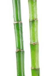 Stems of decorative bamboo plant isolated on white