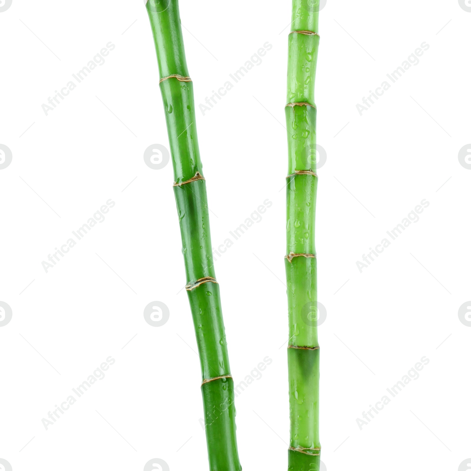 Photo of Stems of decorative bamboo plant isolated on white