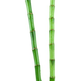 Photo of Stems of decorative bamboo plant isolated on white