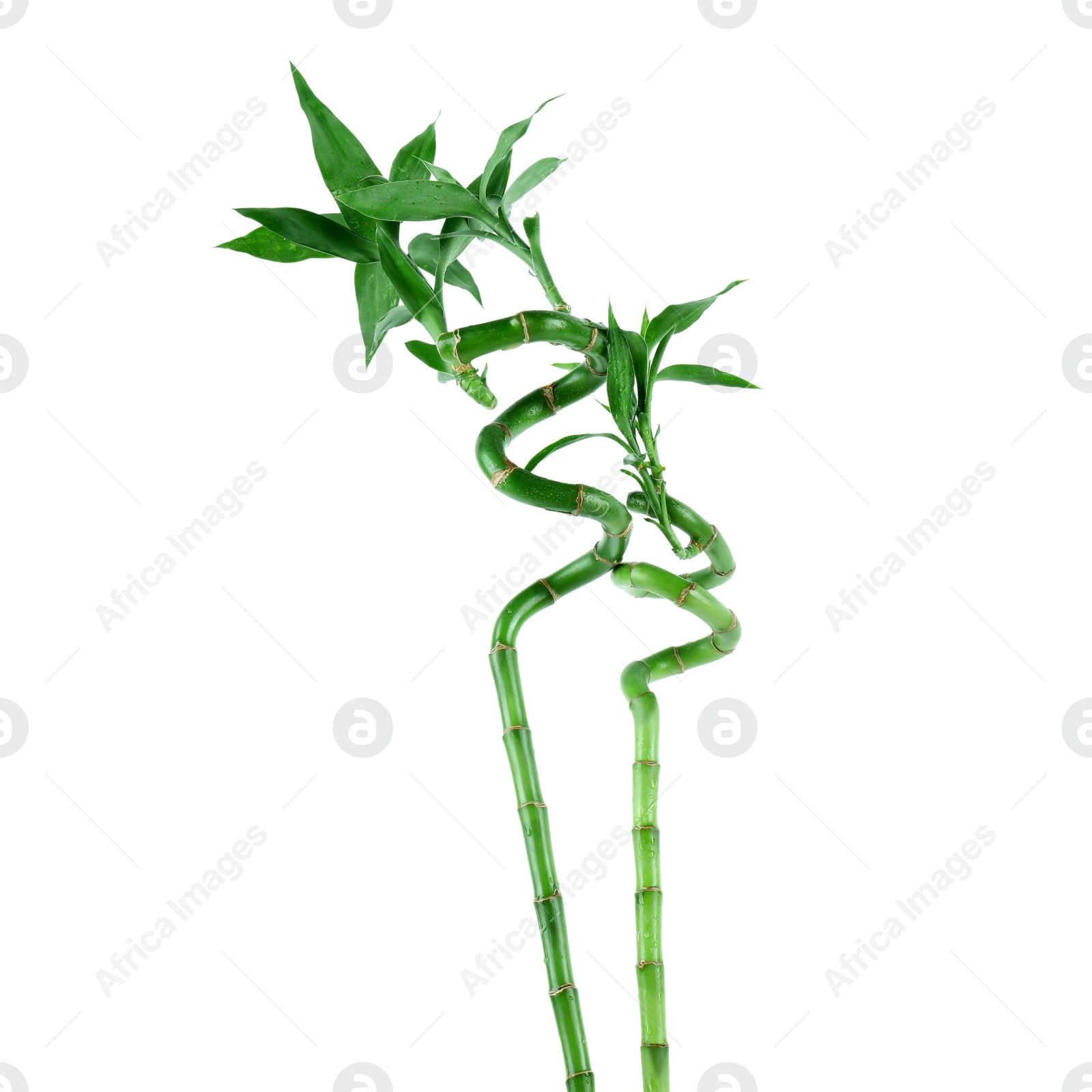 Photo of Stems of decorative bamboo plant isolated on white