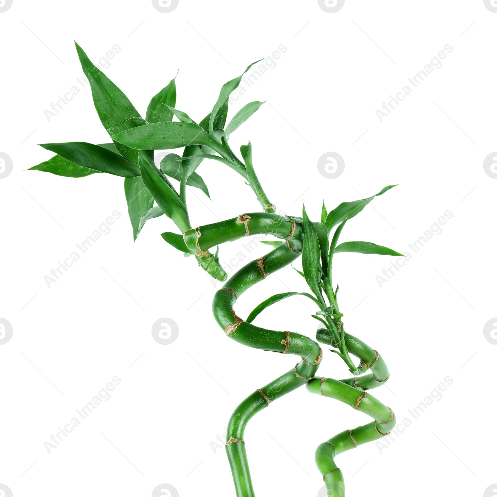 Photo of Stems of decorative bamboo plant isolated on white