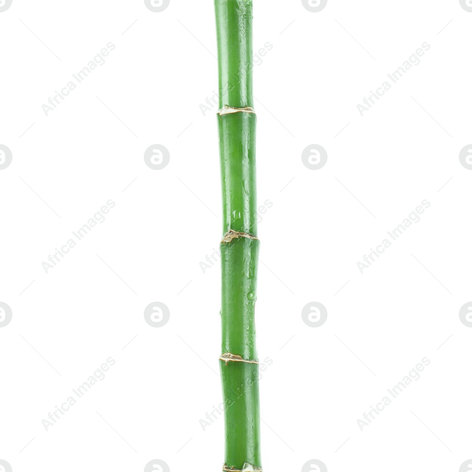 Photo of Stem of decorative bamboo plant isolated on white