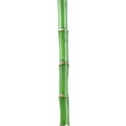 Stem of decorative bamboo plant isolated on white