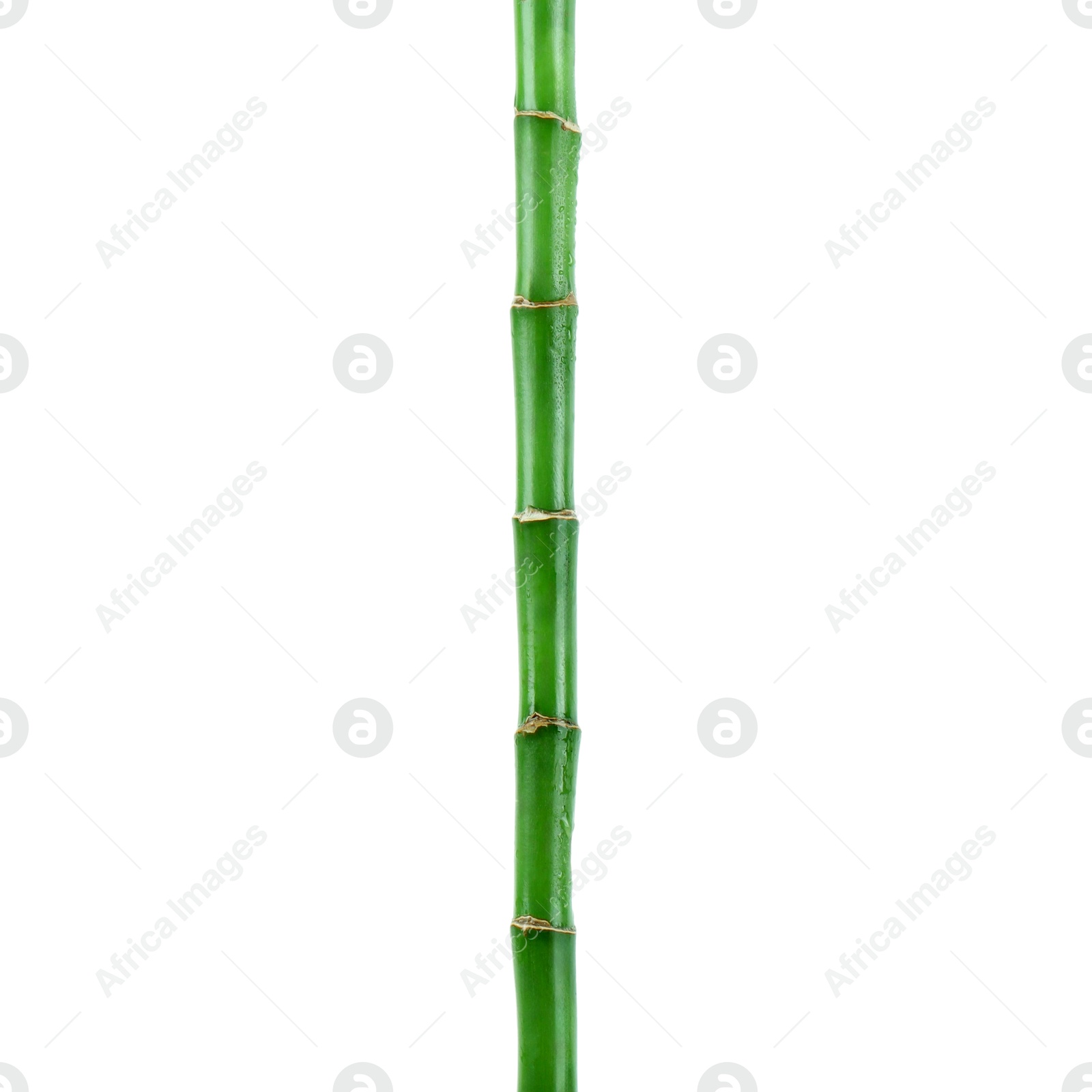 Photo of Stem of decorative bamboo plant isolated on white