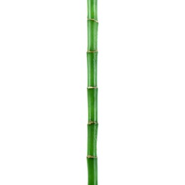 Stem of decorative bamboo plant isolated on white