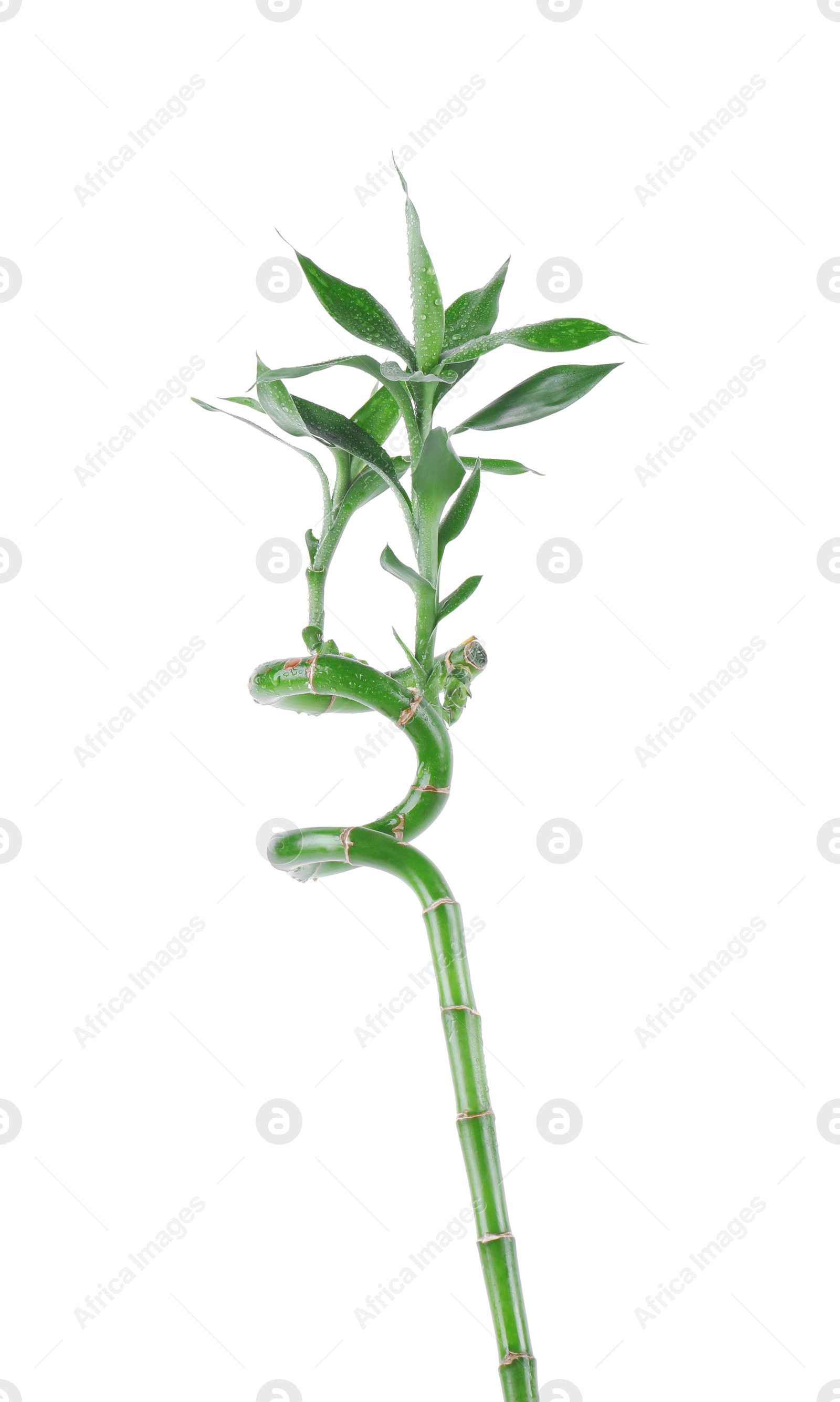 Photo of Stem of decorative bamboo plant isolated on white