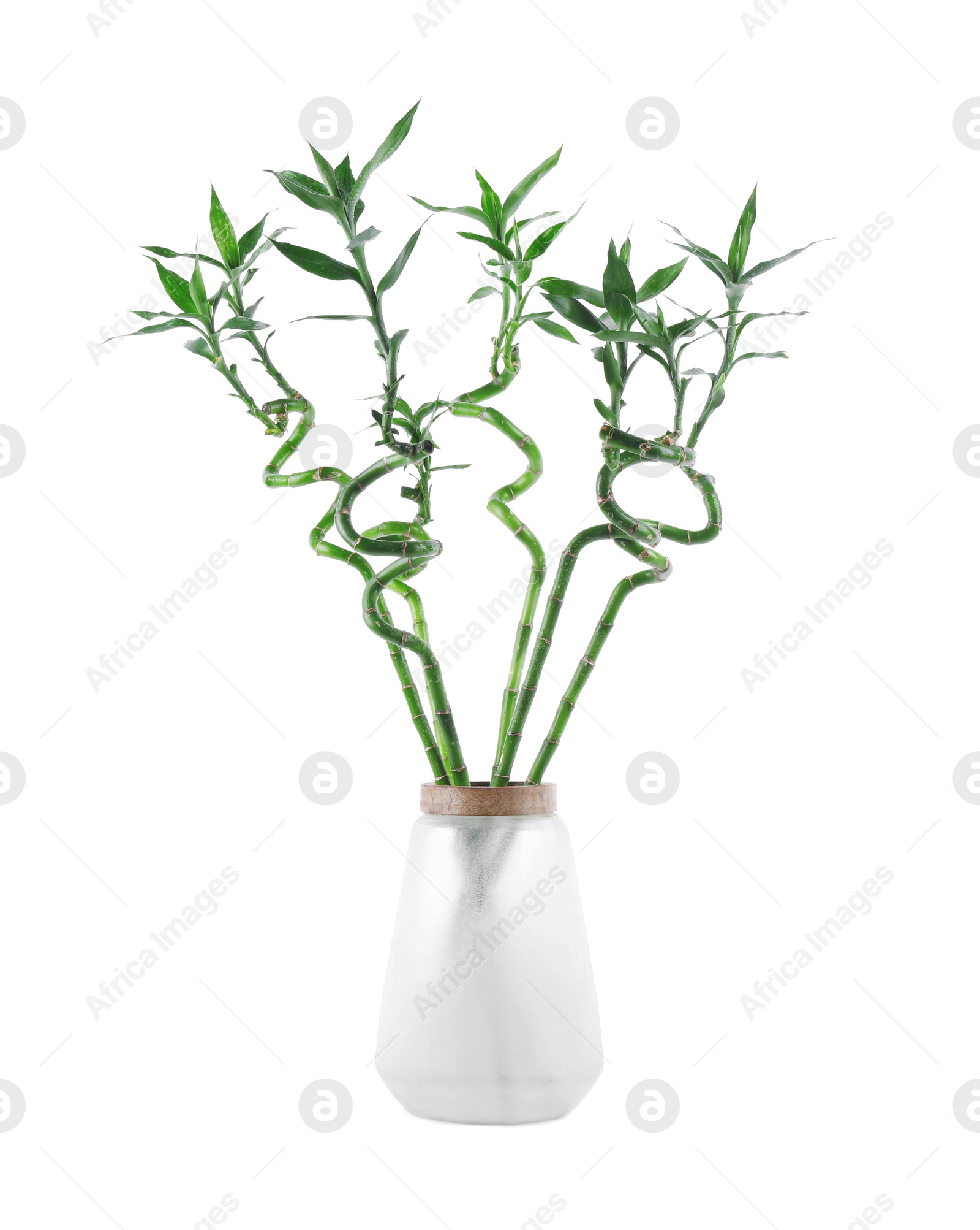 Photo of Beautiful decorative bamboo plant in vase isolated on white