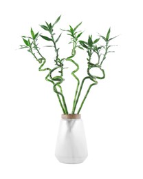 Beautiful decorative bamboo plant in vase isolated on white