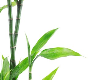 Photo of Stems of decorative bamboo plant isolated on white