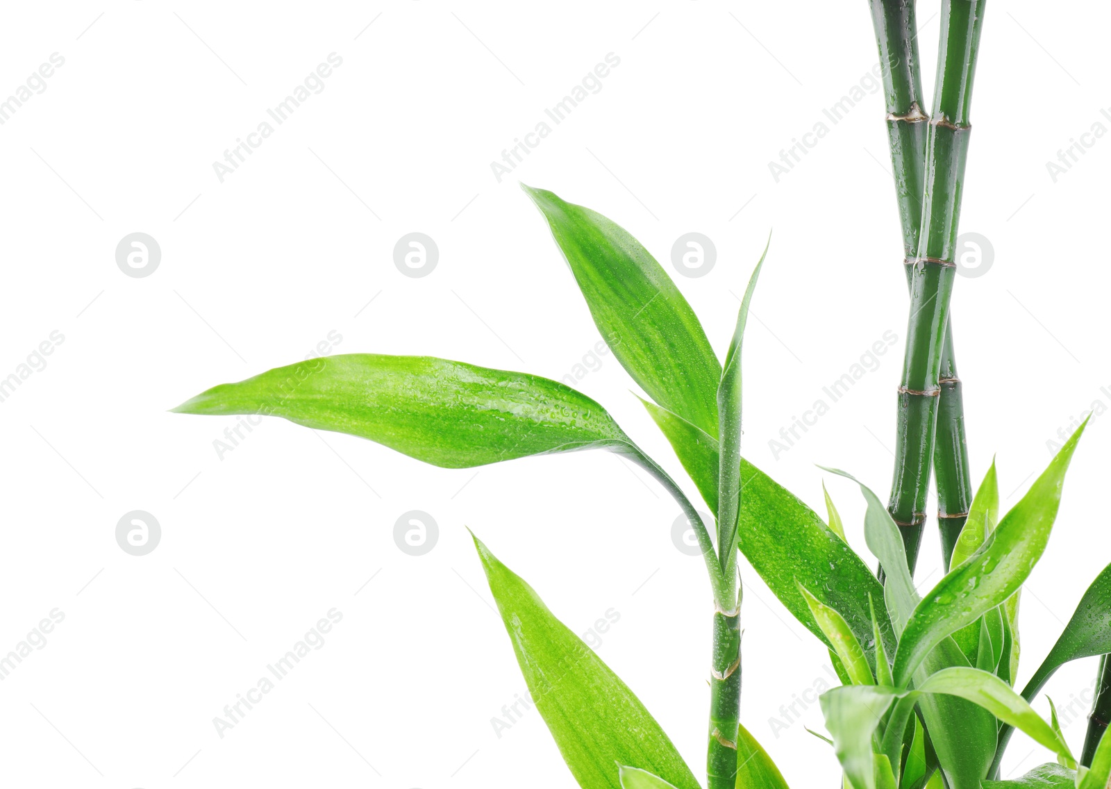 Photo of Stems of decorative bamboo plant isolated on white