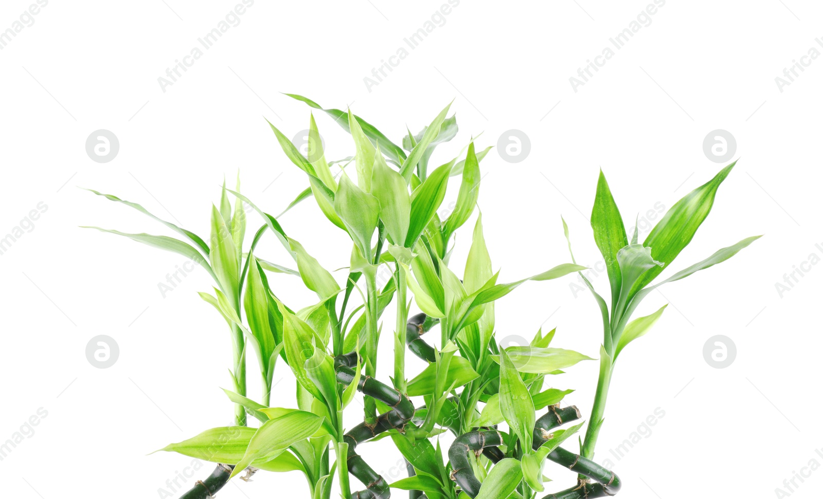 Photo of Stems of decorative bamboo plant isolated on white