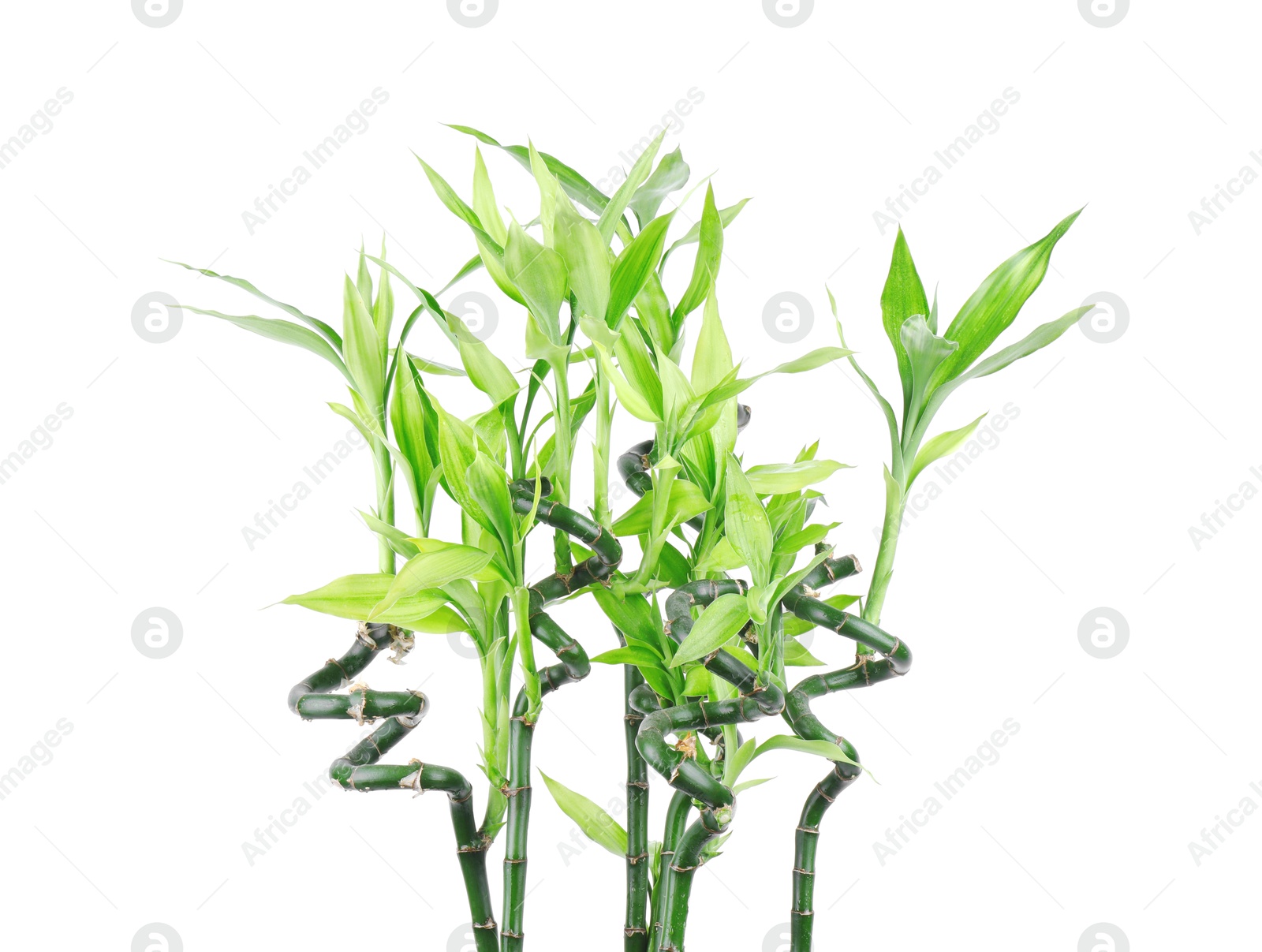 Photo of Stems of decorative bamboo plant isolated on white