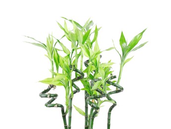 Stems of decorative bamboo plant isolated on white