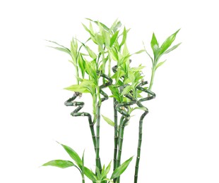 Stems of decorative bamboo plant isolated on white