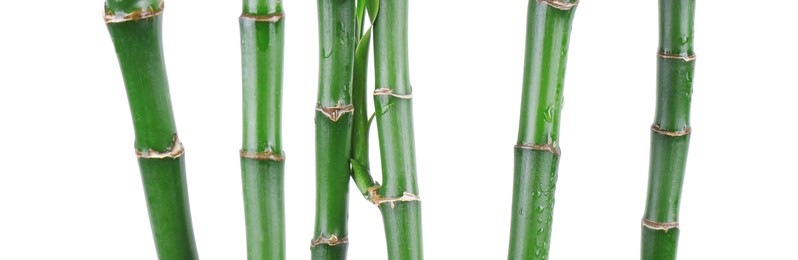 Photo of Stems of decorative bamboo plant isolated on white