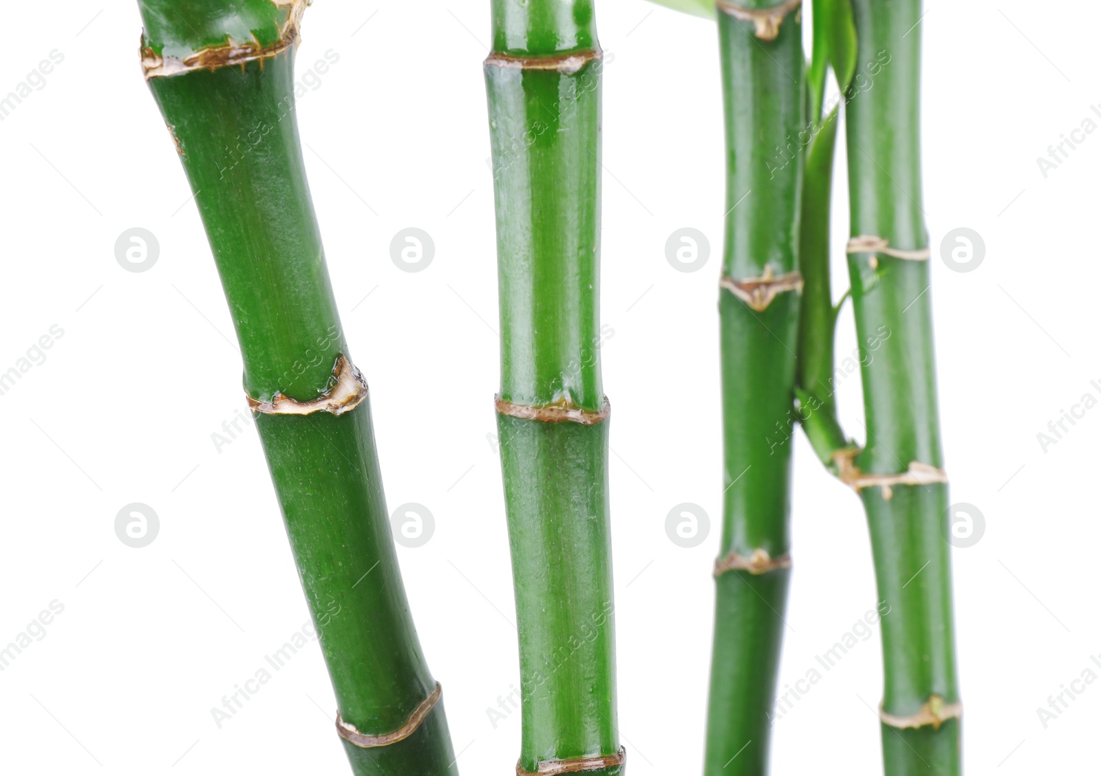 Photo of Stems of decorative bamboo plant isolated on white