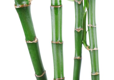 Photo of Stems of decorative bamboo plant isolated on white