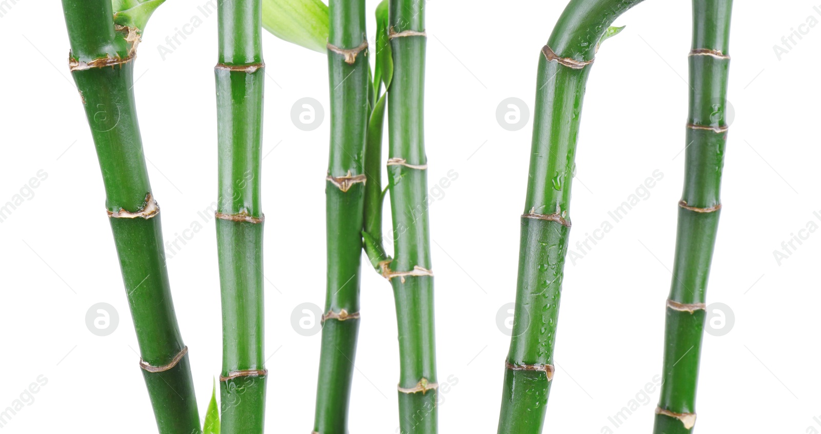 Photo of Stems of decorative bamboo plant isolated on white