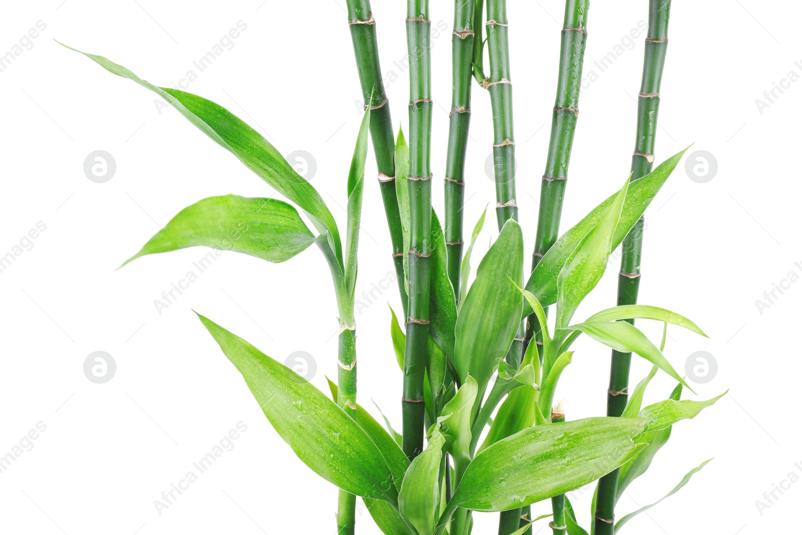 Photo of Stems of decorative bamboo plant isolated on white