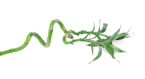 Stem of decorative bamboo plant isolated on white