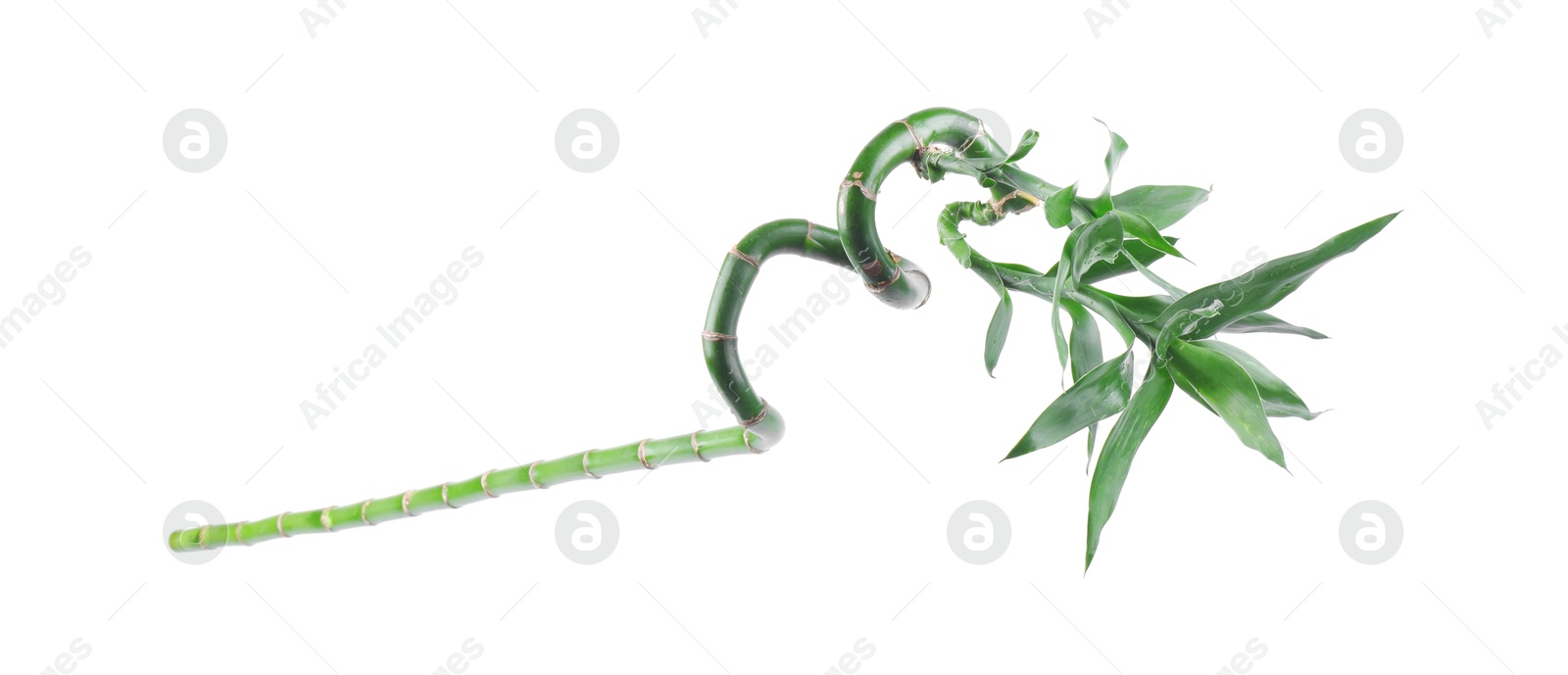 Photo of Stem of decorative bamboo plant isolated on white