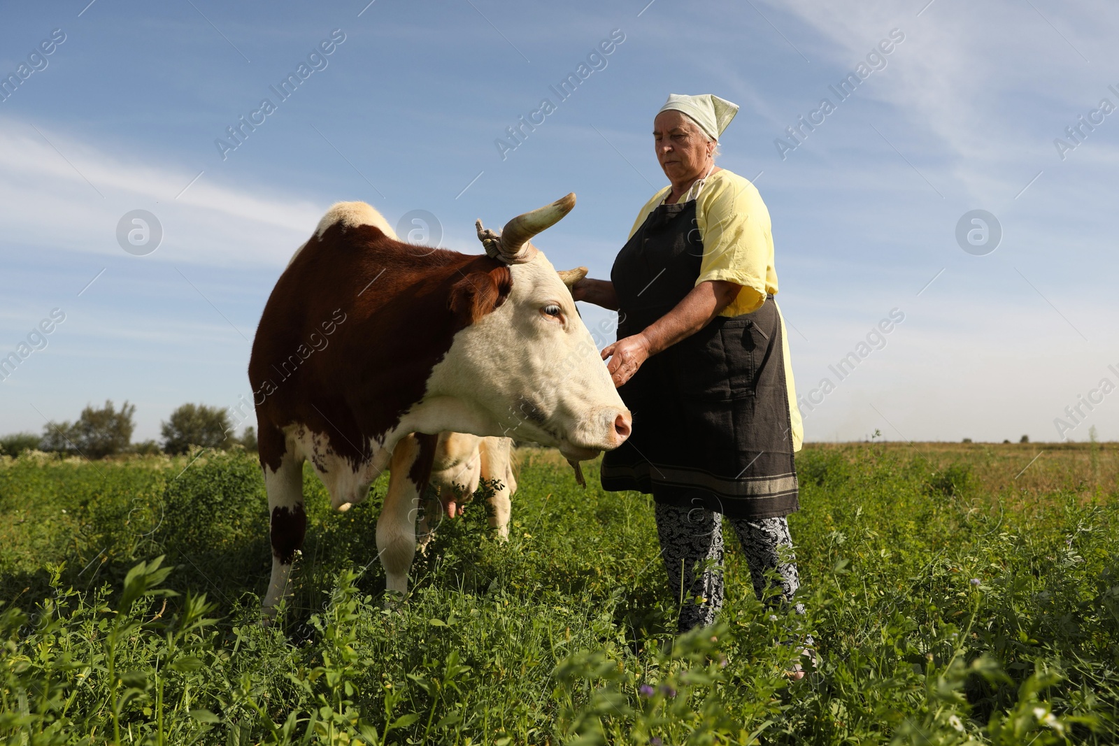 Photo of Senior woman with beautiful cow on pasture