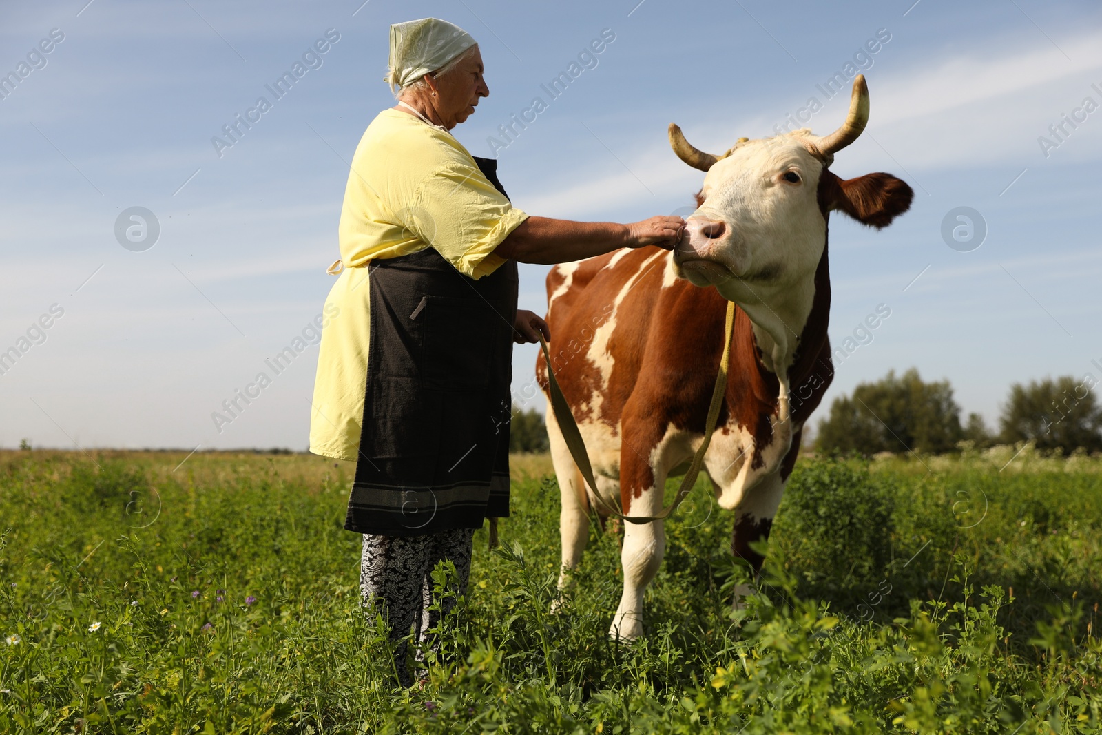 Photo of Senior woman with beautiful cow on pasture